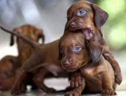 The oldest representative is considered to be a smooth-haired dachshund. As a result of its cros ...