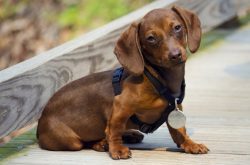There is no need to comb the dachshund; it is enough to wipe its coat with a damp, fluffy cloth. 