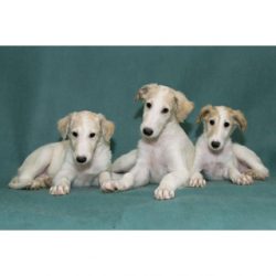 Greyhounds are prized for their grace and athletic stature. They love to run, so they become fre ...