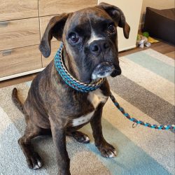She is entirely focused on her family and master, is smart, docile, has a noble temperament, com ...