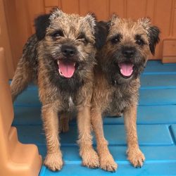 Border Terriers enjoy at least 30 minutes of physical activity a day, but otherwise can be happy ...