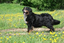 However, in the late 18th century and early 19th, many dog enthusiasts became concerned about pr ...