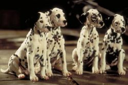 Dalmatians are still considered to come from warm countries, and this is confirmed by their love ...