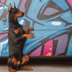 The Doberman’s aggression is just a response to the living conditions in which he grows up ...