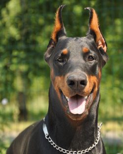 The Doberman is a breed that is confidently in the top 20 in popularity. 