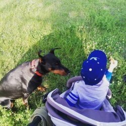 Initially, the breed was named the Thuringian Pinscher. Another resident of Apolda named Otto Go ...