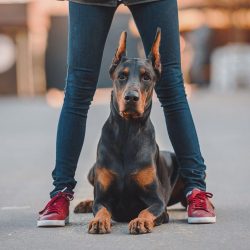 The Doberman is a medium-sized dog with a strong, muscular body, harmoniously combining noble po ...