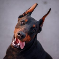 This is an ideal dog with a flawless anatomical structure. It is simply impossible to hide the f ...