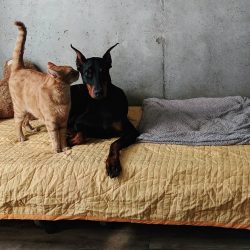 Doberman is a medium-sized animal with an elegant appearance, harmoniously developed muscles, wi ...