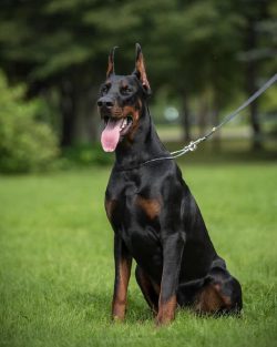 The Doberman’s coat is short, rather hard, smooth and thick. Evenly distributed throughout ...
