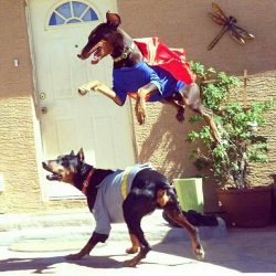 It is necessary to work with a pet from an early age. 
