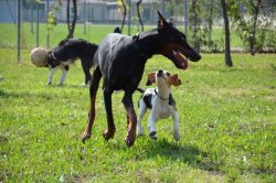 First of all, you should make it clear to the kid who is the owner and leader of the pack in the ...