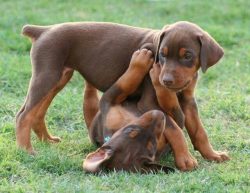 Without becoming an authority for an animal, you will never achieve the desired results. 
