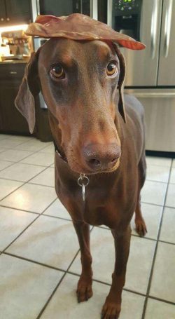 Cruelty is the weapon of the weak, and your dog, at best, will stop perceiving you, and at worst ...