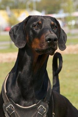 Once deciding not to feed the dog from your table or not allowing him to immediately run into th ...