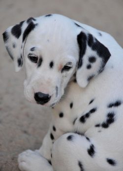 It is always interesting with these animals – they can entertain with their funny antics,  ...