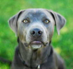 These canines were created to be cowboys and farmers’ helpers – the second hand of a ...