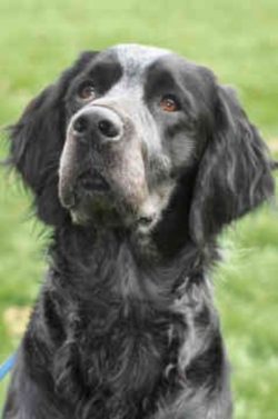 Representatives of the breed need long active walks. But for this it is not at all necessary to  ...