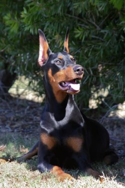 Doberman Pinscher is used not only as a companion, sports and show dog, but also as a guard, ser ...