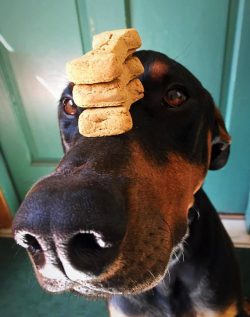 Dobermans by nature get along well with other animals, but only if they are familiar with them f ...