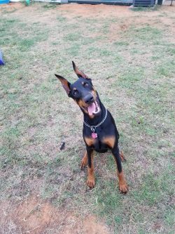 Dobermans are excellent guards, watchmen, bloodhounds and companions. 