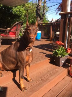 These “aristocrats” are neat, and thanks to their short coat, caring for them does n ...