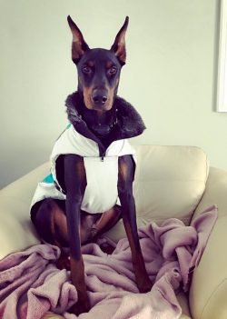 Just imagine: you need to bathe a Doberman only 2-3 times a year (!). And as a daily care, it is ...