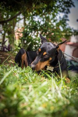 Any veterinarian can tell you that the Doberman’s ears are his pride. They, like the tail, ...