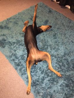 It is best to feed the Doberman with good quality dry and wet food for large dogs. 