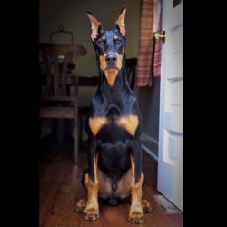 Dobermans can be fed with boiled vegetables and cereals, lean pork, cottage cheese, sea fish and ...