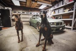 Doberman training will have to be done from the first days, as soon as the puppy appears in the  ...