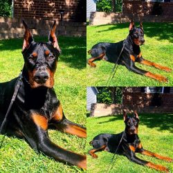 For inexperienced dog breeders, raising a puppy can be difficult. Sometimes the owner may feel s ...