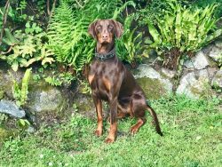 In Dobermans, the psyche is formed up to three years, and it is important to have time to put in ...