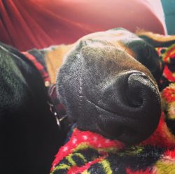 Those who are going to purchase an animal of this breed should take into account that Dobermans  ...