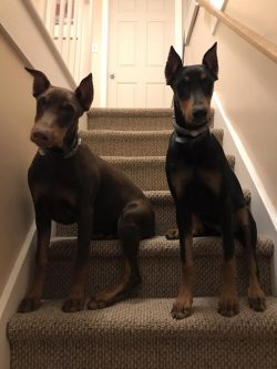 Dobermans don’t just seem to be tough – they are really strong, healthy animals. 