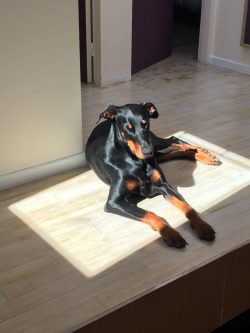 Dobermans are smart, easy to train, but require daily education and training. 