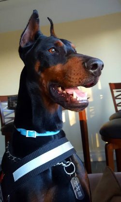 Dobermans are excellent watchmen and bodyguards.