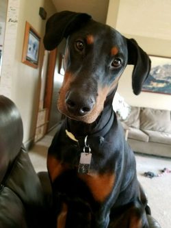 Dobermans from 6 months should be accustomed to the muzzle. 
