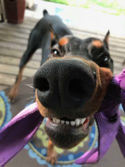 Doberman dogs began their existence at the end of the 19th century. In the 1870s, Friedrich Dobe ...