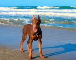 The Doberman is the result of experimental crosses of the Old German Pinschers and the ancestors ...