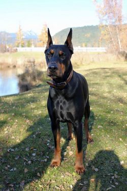 In 1887, the dog was officially presented at the dog show in Erfurt. 1890 is considered the year ...