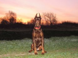 In 1899, the official standard for the Doberman Pinscher breed was approved. 