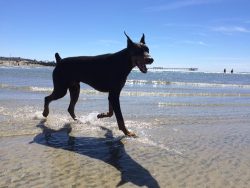 Only a few decades later, in 1949, the wording “Doberman Pinscher” was shortened to  ...