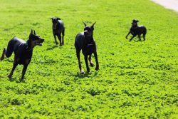 The breed was officially entered in the register only in February 1994. This was done by the Int ...