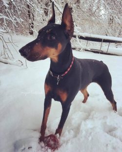 Dobermann (German Dobermann) is a breed of dogs distinguished by grace, clarity of lines and sle ...