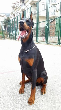 Doberman Pinscher delights with his appearance! Muscle contours are clearly visible in all parts ...