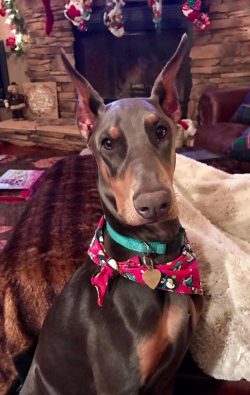 The anatomical nuances of the Doberman’s physique allow the dog to develop high speed, ins ...
