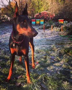 The silhouette, in accordance with the characteristics of the breed, is slightly inclined toward ...
