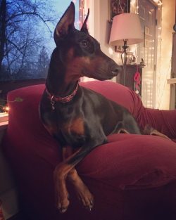 Doberman Pinscher is a medium-sized animal with moderate body weight. Males of this breed reach  ...