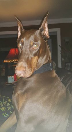 But pay attention: a trained animal will never take the initiative, it will obey its owner. 